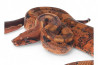 Boa c. imperator, Nicaragua, hypo blood red, mâle NC 2018
