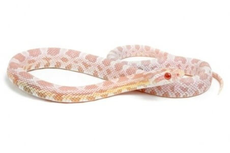Pantherophis guttatus, snow