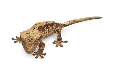 Correlophus (Rhacodactylus) ciliatus classique, juvénile