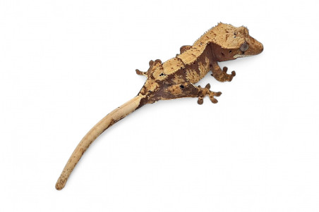 Correlophus (Rhacodactylus) ciliatus classique, juvénile