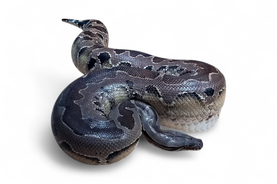 Python breitensteini, femelle adulte