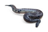Python breitensteini, femelle adulte
