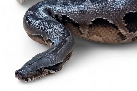 Python breitensteini, femelle adulte
