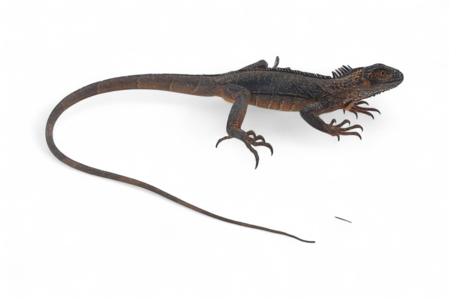 Iguana iguana, rouge