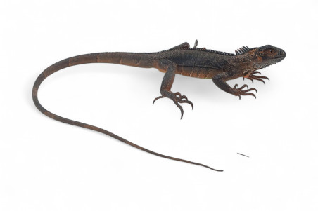 Iguana iguana, rouge