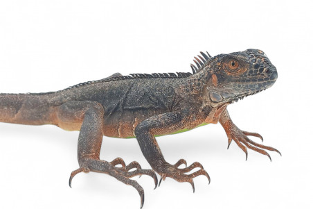 Iguana iguana, rouge