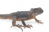 Iguana iguana, rouge