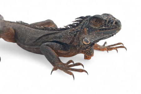 Iguana iguana, rouge