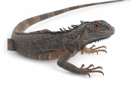 Iguana iguana, rouge