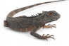 Iguana iguana, rouge