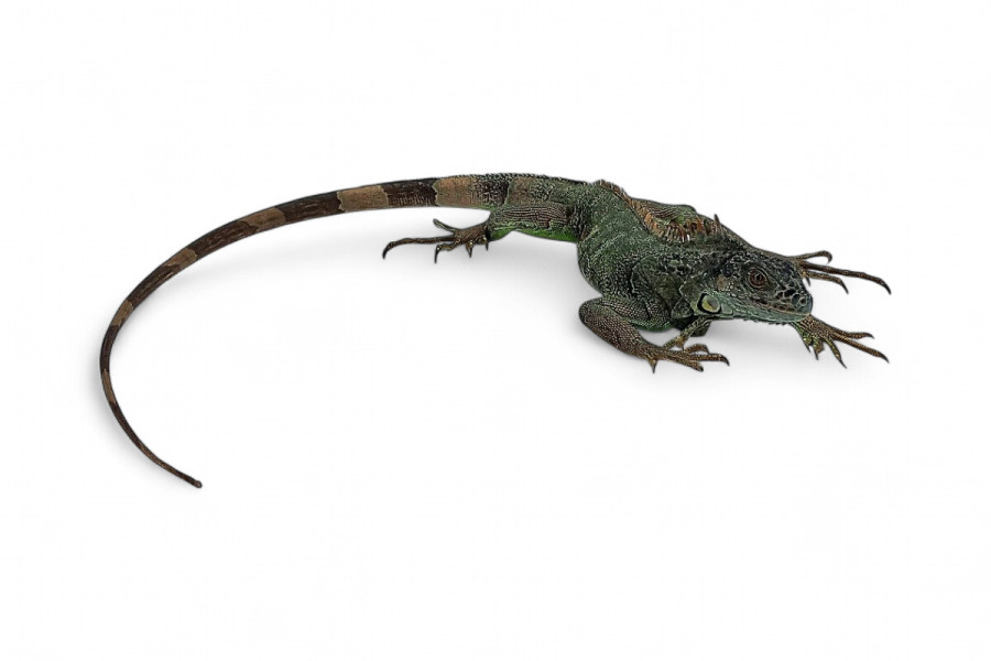 Iguana iguana