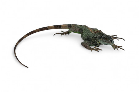 Iguana iguana
