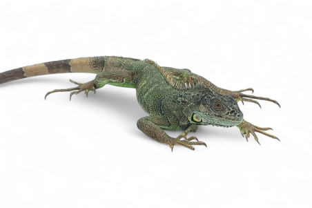 Iguana iguana