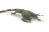 Iguana iguana