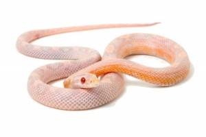 Pantherophis guttatus, snow motley