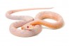 Pantherophis guttatus, snow motley
