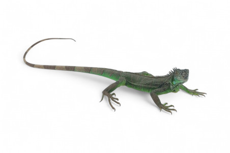 Iguana iguana
