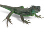 Iguana iguana