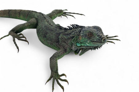 Iguana iguana