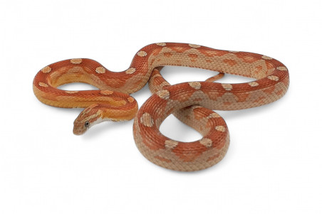 Pantherophis guttatus, hypo. motley, subadulte