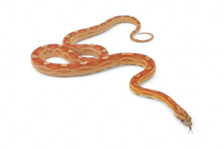 Pantherophis guttatus, hypo. motley, subadulte