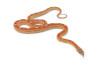 Pantherophis guttatus, hypo. motley, subadulte