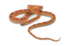 Pantherophis guttatus, hypo. motley, subadulte