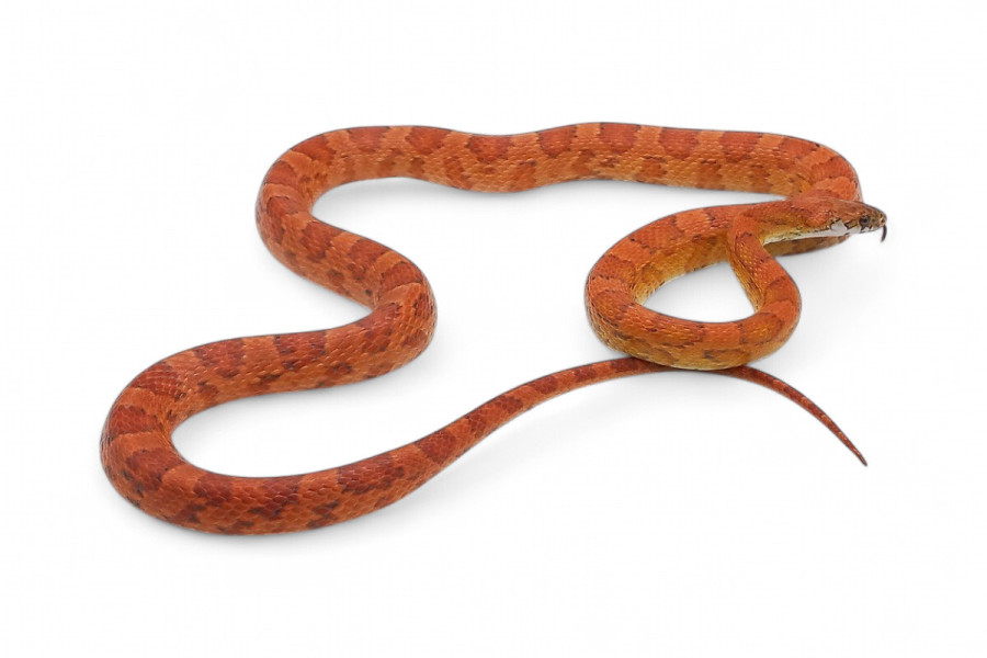 Pantherophis guttatus, sunkissed, subadulte