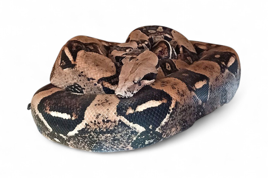 Boa c. imperator, Colombie, femelle adulte