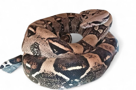 Boa c. imperator, Colombie, femelle adulte