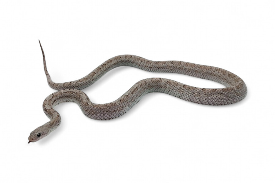 Pantherophis guttatus, ghost motley, femelle subadulte