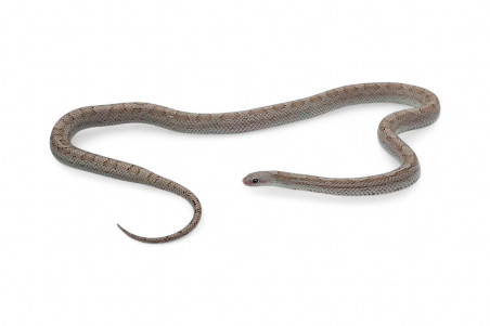 Pantherophis guttatus, ghost motley, femelle subadulte