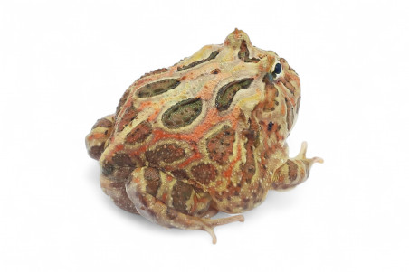 Ceratophrys cranwelli, coffee