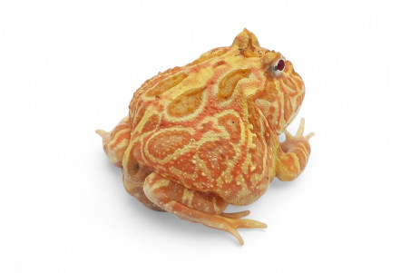 Ceratophrys cranwelli, strawberry