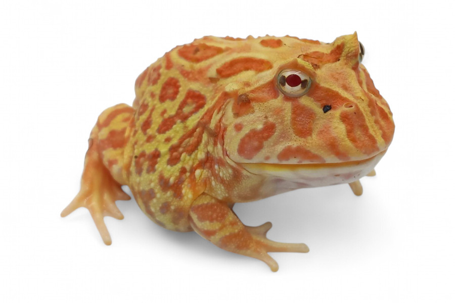 Ceratophrys cranwelli, strawberry