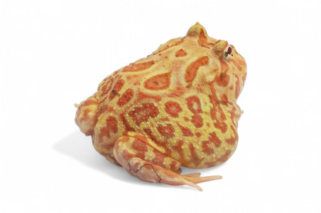 Ceratophrys cranwelli, strawberry