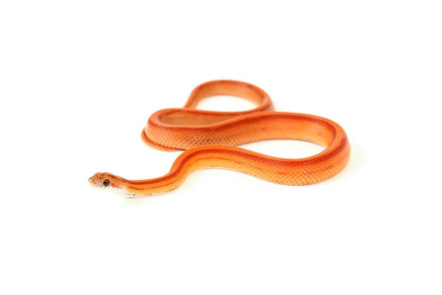 Pantherophis guttatus, stripe