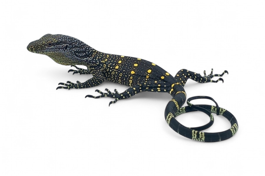Varanus salvadorii, Sorong