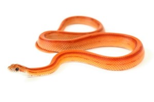 Pantherophis guttatus, stripe sub adulte
