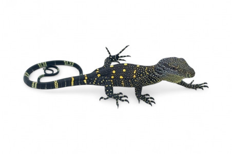 Varanus salvadorii, Sorong