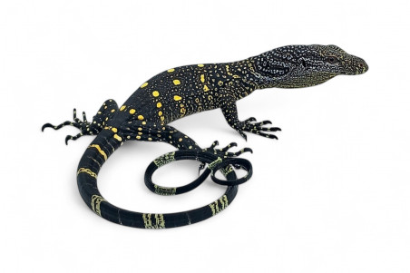 Varanus salvadorii, Sorong