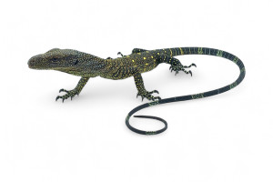 Varanus salvadorii, Batanta