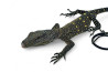 Varanus salvadorii, Batanta