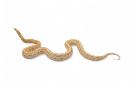Pantherophis guttatus, tessera butter, femelle adulte
