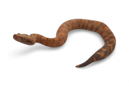 Candoia aspera, juvénile NC