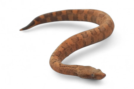 Candoia aspera, juvénile NC