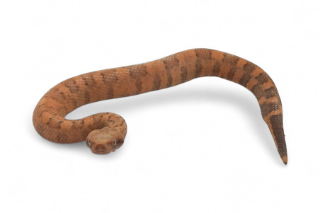 Candoia aspera, juvénile NC