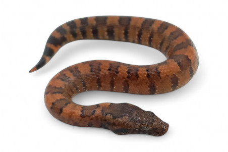 Candoia aspera, juvénile NC