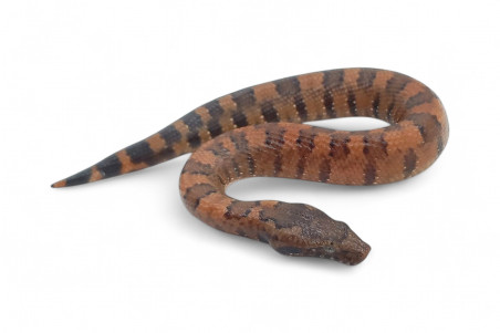 Candoia aspera, juvénile NC