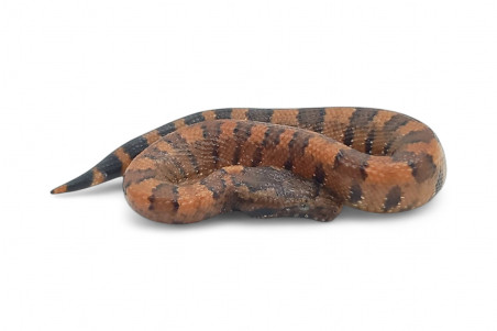 Candoia aspera, juvénile NC